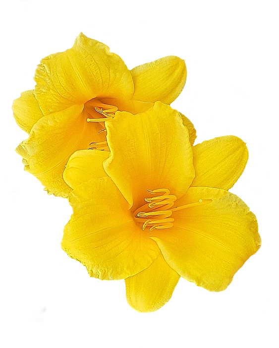 Susan Huckins - Yellow Day Lilies
