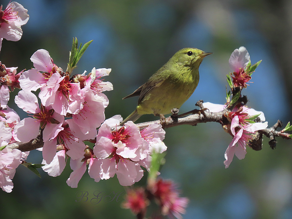 Brooks Garten Hauschild - Yellow Finch and Almond Blossoms - Nature - Images from the Garden - Springtime