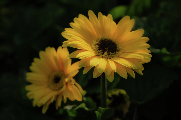 John Kirkland - Yellow Flower - Double B Plant Farm - Grovetown GA