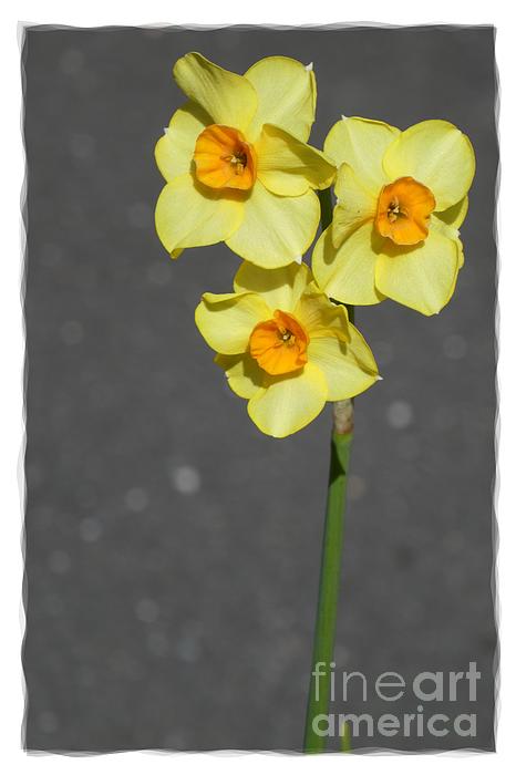 Jean Bernard Roussilhe - Yellow Flowers 4