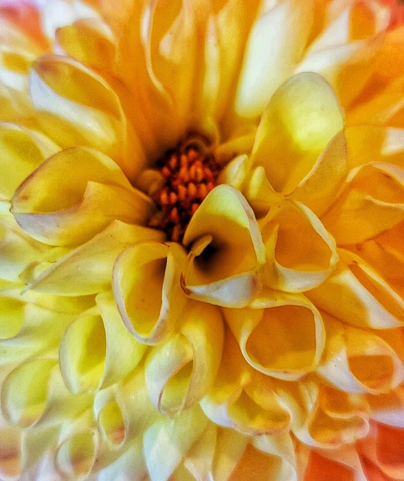 Adam Copp - Yellow Flowers