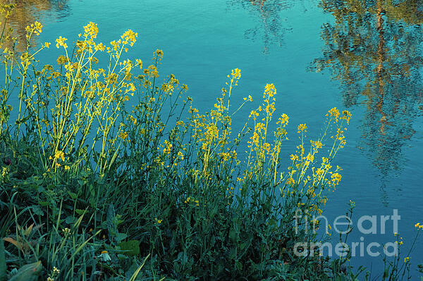 Patricia Hofmeester - Yellow flowers in sunlight at a pond