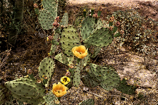 John Trommer - Yellow Flowers On A prickly Pear Cactus - Apache Junction Arizona