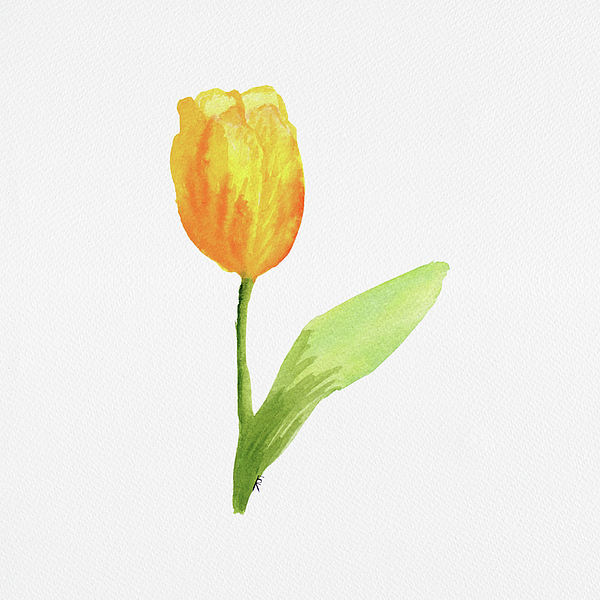 Elizabeth Reich - Yellow Friendship Tulip