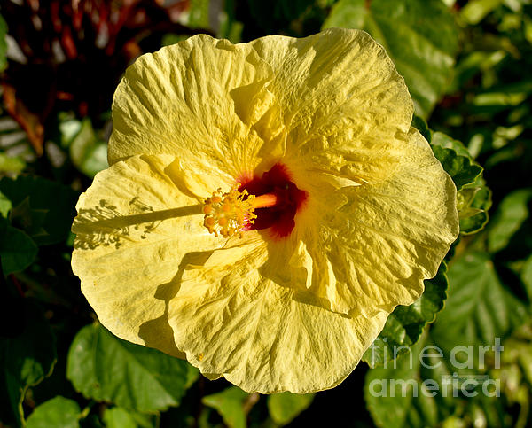 Gary F Richards - Yellow Hibiscus Perfection Hawaii 