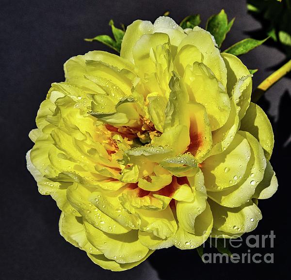 Cindy Treger - Yellow Itoh Bartzella Peony Frozen in Time