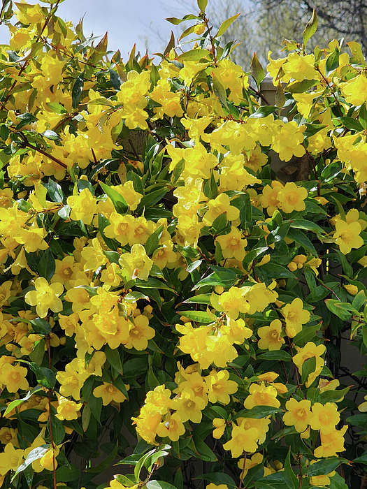 Karen Conger - Yellow Jasmine Vine in Full Bloom