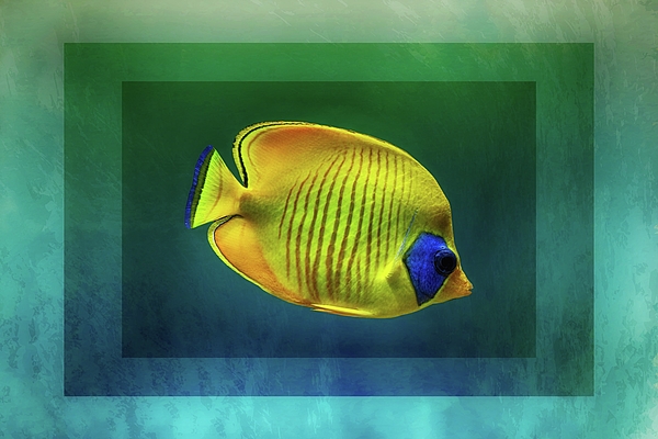 James DeFazio - Yellow Masked Butterflyfish