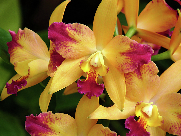 Greta Foose - Yellow Orchids