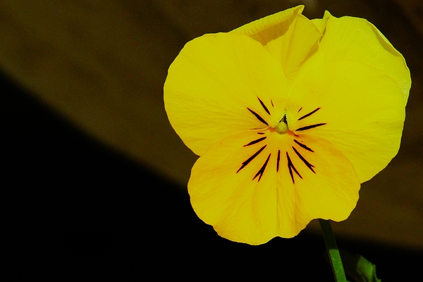 Kerstin Epifanio - Yellow Pansy Flower