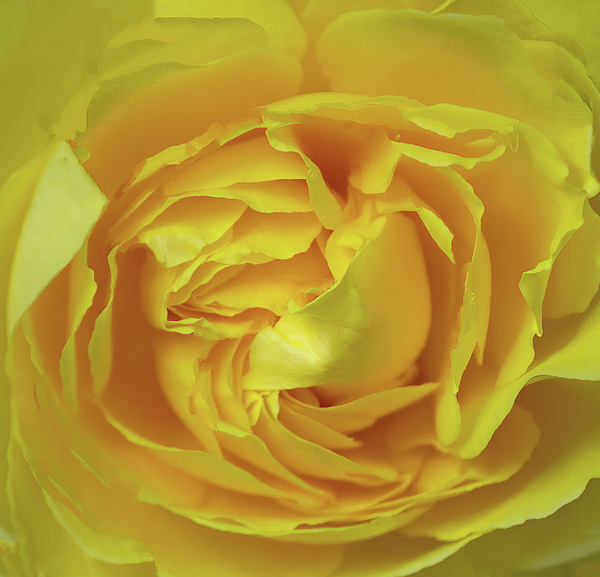 Roberta Byram - Yellow Rose Macro