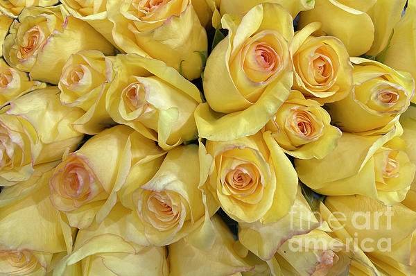 Nina Prommer - Yellow Roses