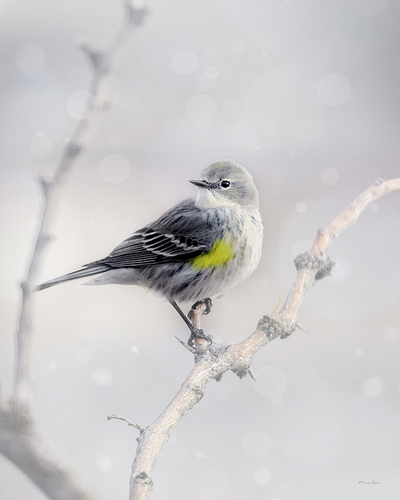 Karen Slagle - Yellow Rumped Warbler