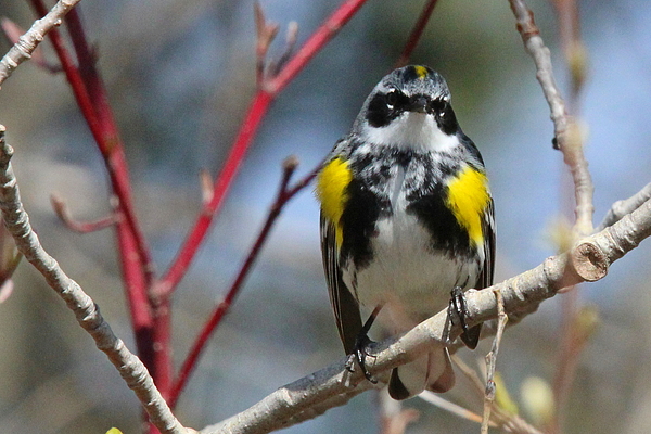 Brian Baker - Yellow-Rumped Warbler Perched