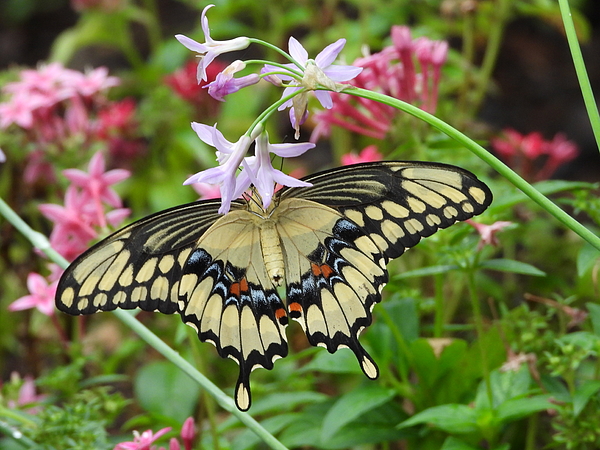 Nature Art