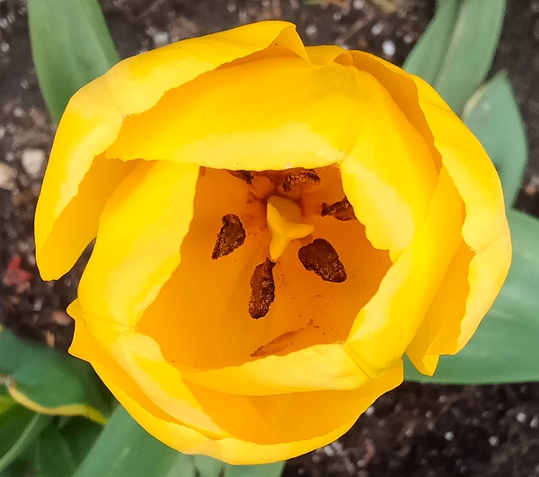 Marine B Rosemary - Yellow Tulip 2