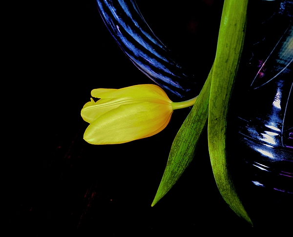 Alida M Haslett - Yellow Tulip And Blue Ceremic