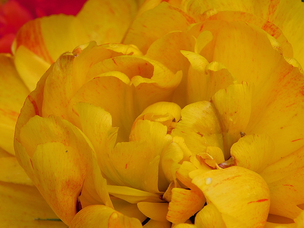 Atlas Tracer - Yellow tulip