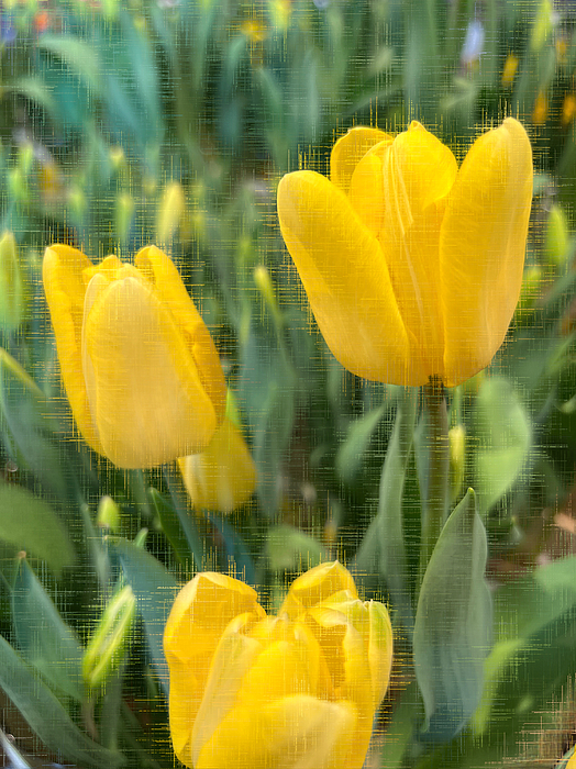 Diane Lindon Coy - Yellow Tulips Make Me Smile