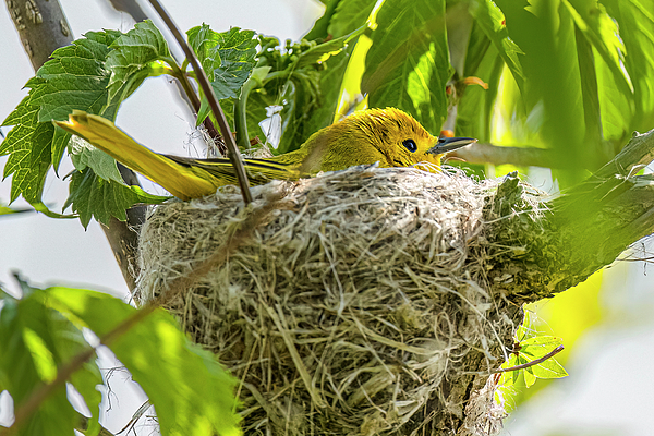 Morris Finkelstein - Yellow Warbler On Nest