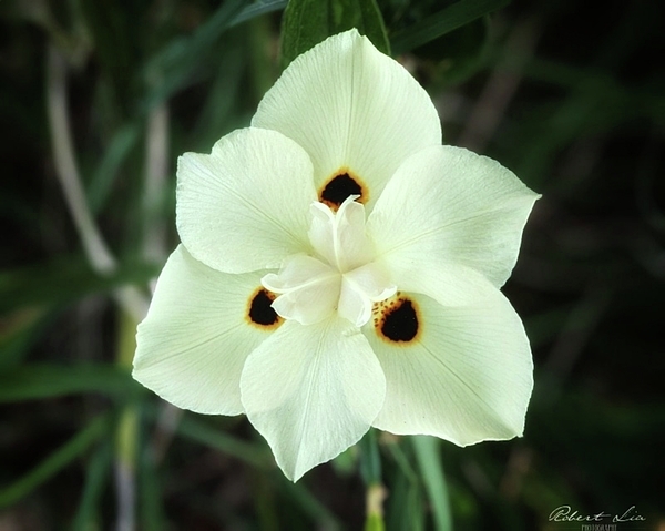 Robert Lia - Yellow wild iris 