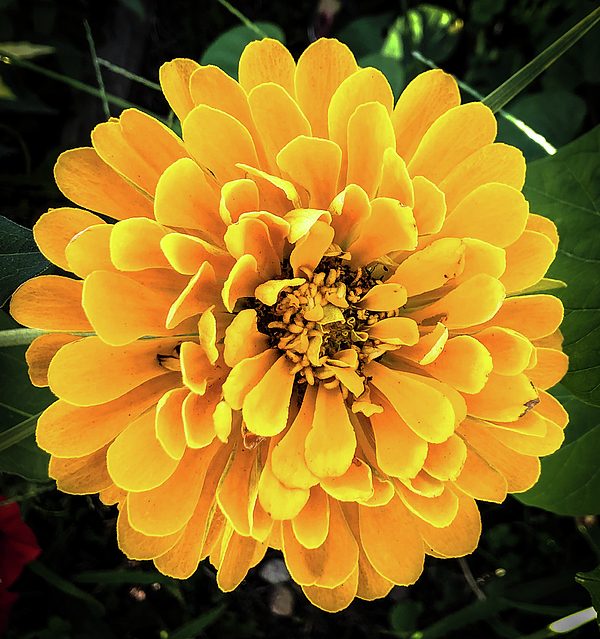 Lorraine Palumbo - Yellow Dahlia Macro