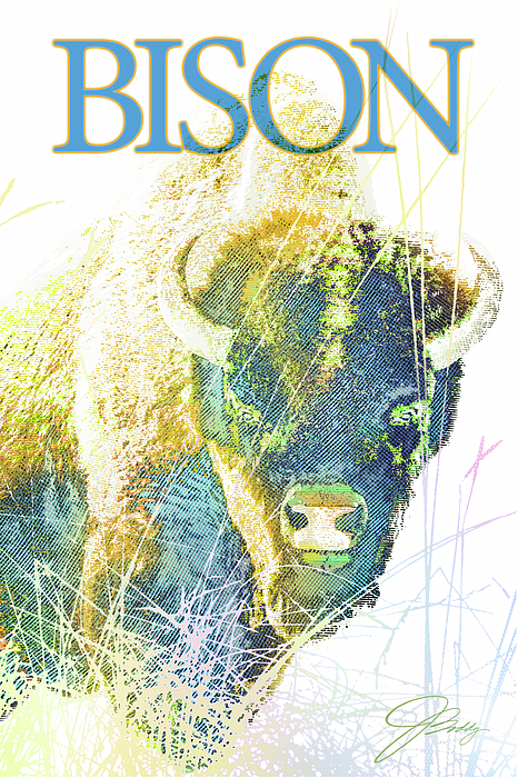 Joe Boddy - Yellowstone Bison