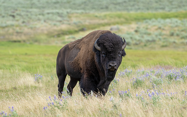 Julie Barrick - Yellowstone Bull Bison