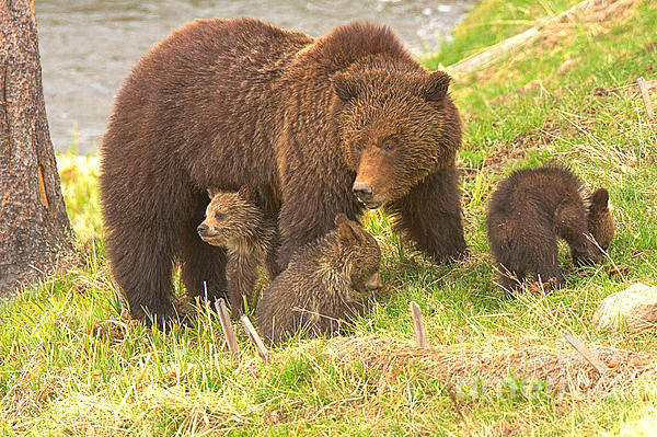 Grizzly Bear Family Relaxing At Roaring Mountain Hand Towel by Adam Jewell  - Adam Jewell - Artist Website