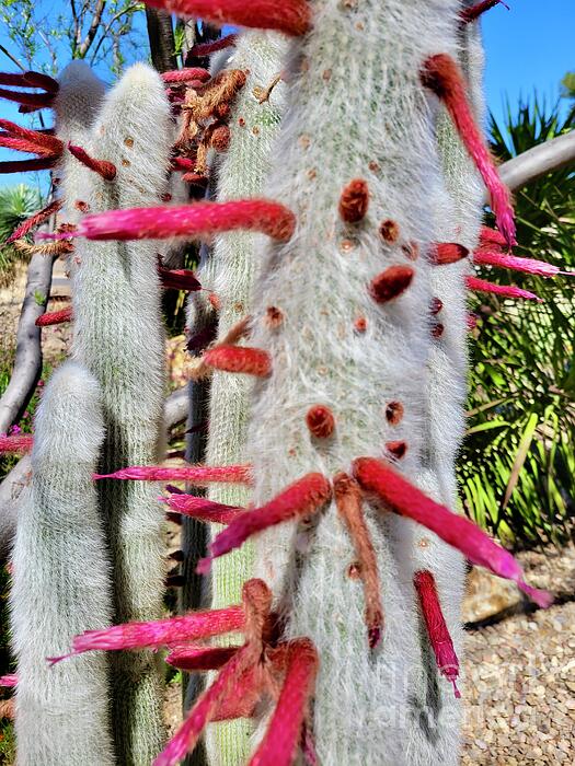 Cathy Rutherford - Yes, Real Cactus In Bloom