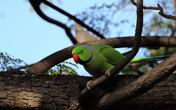 Gallery Pillows, Parrots on Branch Lumbar Pillow