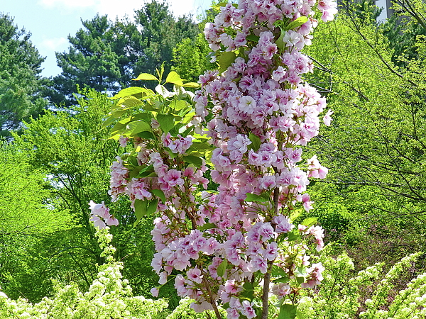 Lyuba Filatova - Young Cherry Blossom Tree