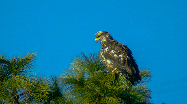 Jeff Swan - Young eagle in a pine tree
