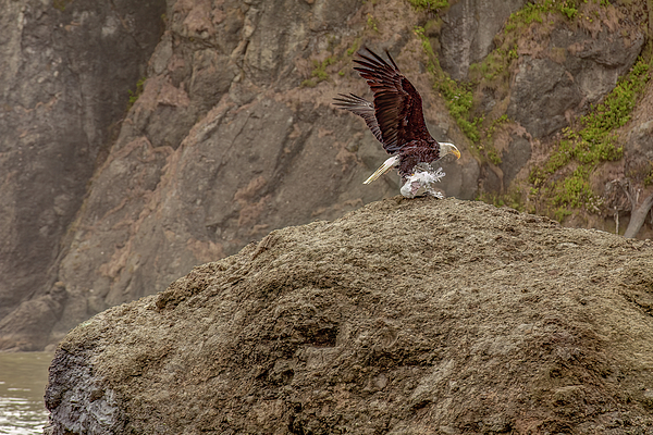 Eagle Art