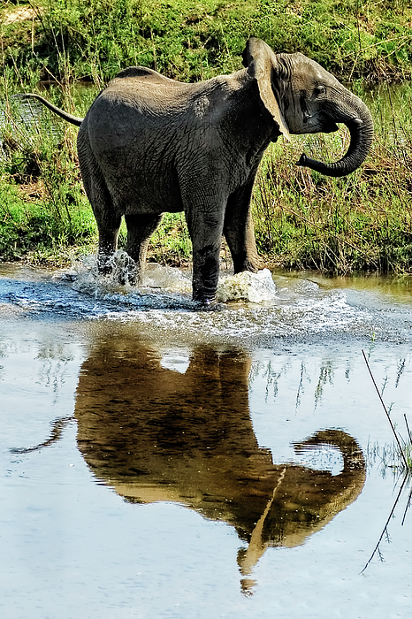 Kay Brewer - Young Elephant Playing in a Puddle