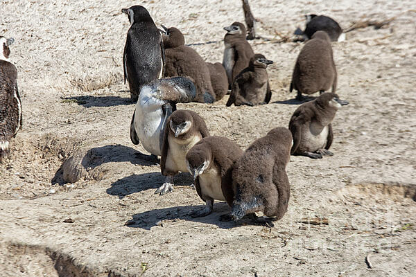 Patricia Hofmeester - Young fuzzy Jackass penguins in Boulders Beach National Park