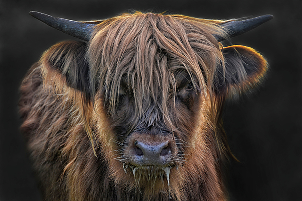 Scottish highland cattle in the Black Forest print by Joachim G. Pinkawa