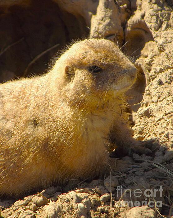 Rory Cubel - Young Prairie Dog At Den Hole       Potawatomi Zoo      Indiana      Spring
