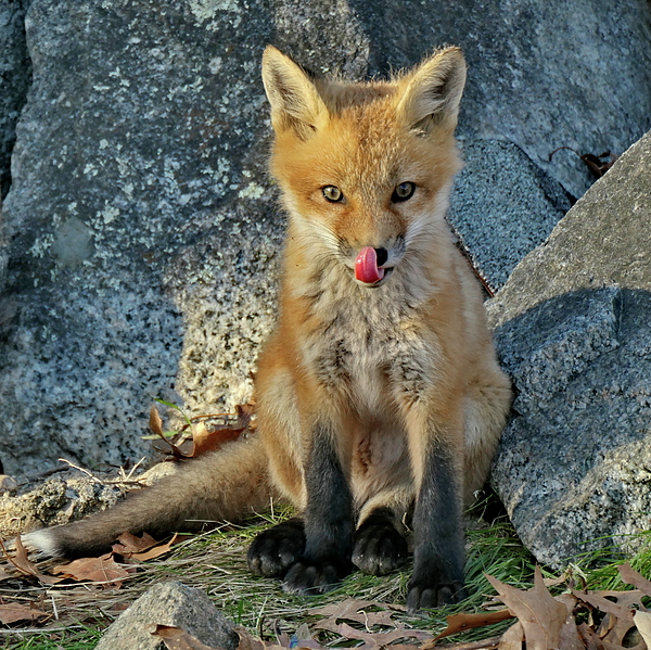 Lyuba Filatova - Young Red Fox Cub with Tongue Hanging Out