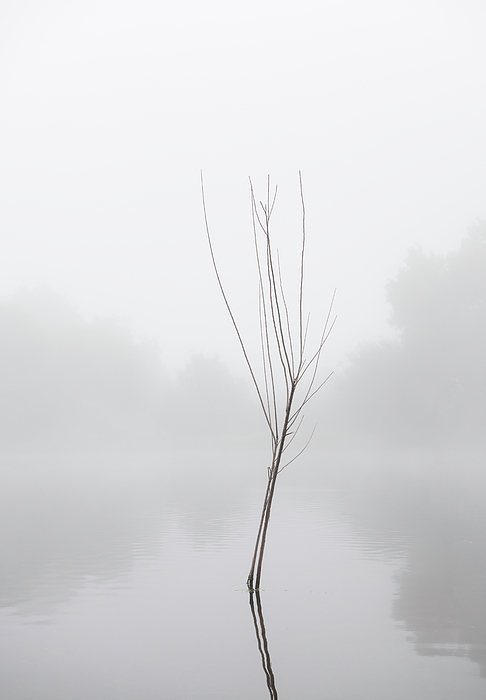 William Dunigan - Young Tree in a Foggy Pond