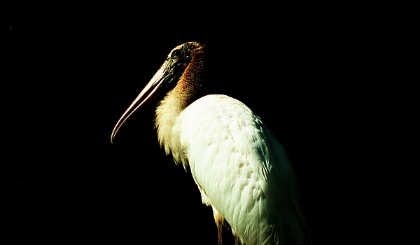 Christopher James - Young Wood Stork