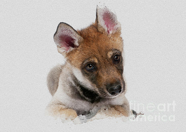 https://images.fineartamerica.com/images/artworkimages/medium/3/young-wolf-pup-john-guthrie.jpg