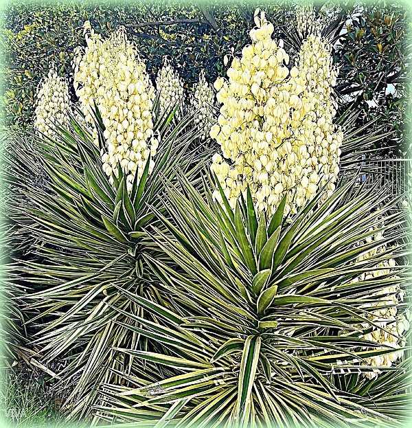 VIVA Anderson - Yucca Schidigera