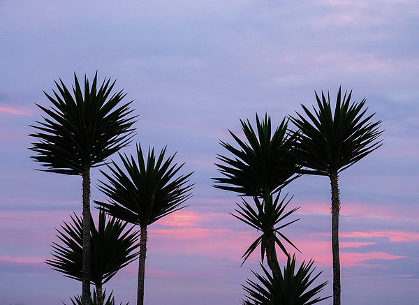 Joe Schofield - Yucca Sunset Silhouette