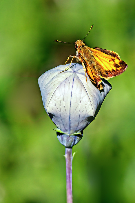 Marcia Colelli - Zabulon Skipper Butterfly