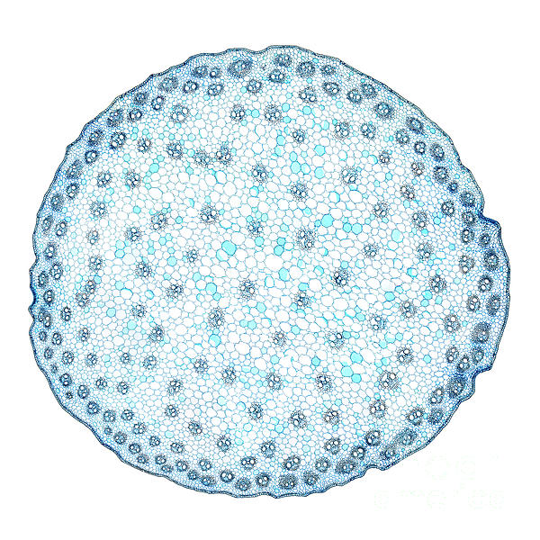 Zea stem, maize stem, Zea mays, cross section, 20X light micrograph ...