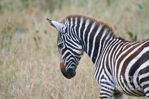 Zebra Art