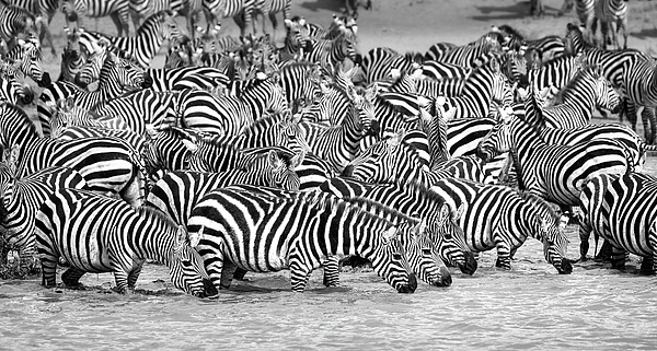 Joan Carroll - Zebras at the Watering Hole Serengeti National Park Tanzania