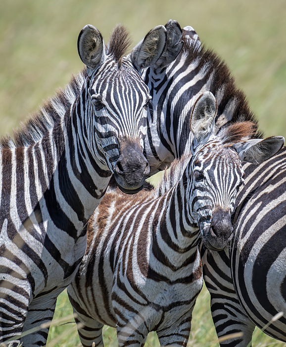 Joan Carroll - Zebras Portrait Tanzania Africa