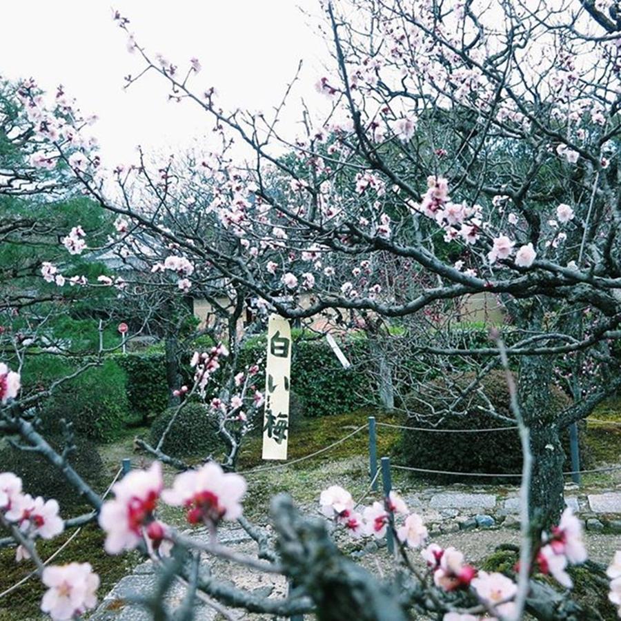 Spring Photograph - #随心院 #梅 #白梅 #春 #京都 by Elinor Aizawa